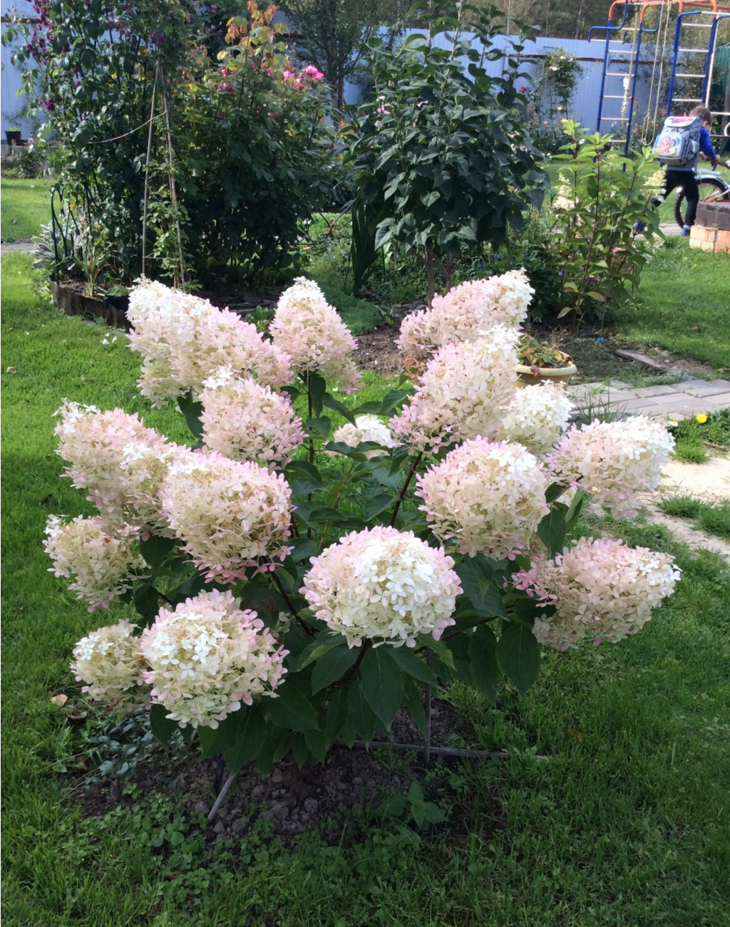   (Hydrangea paniculata Phantom) C3 70-100, 729 