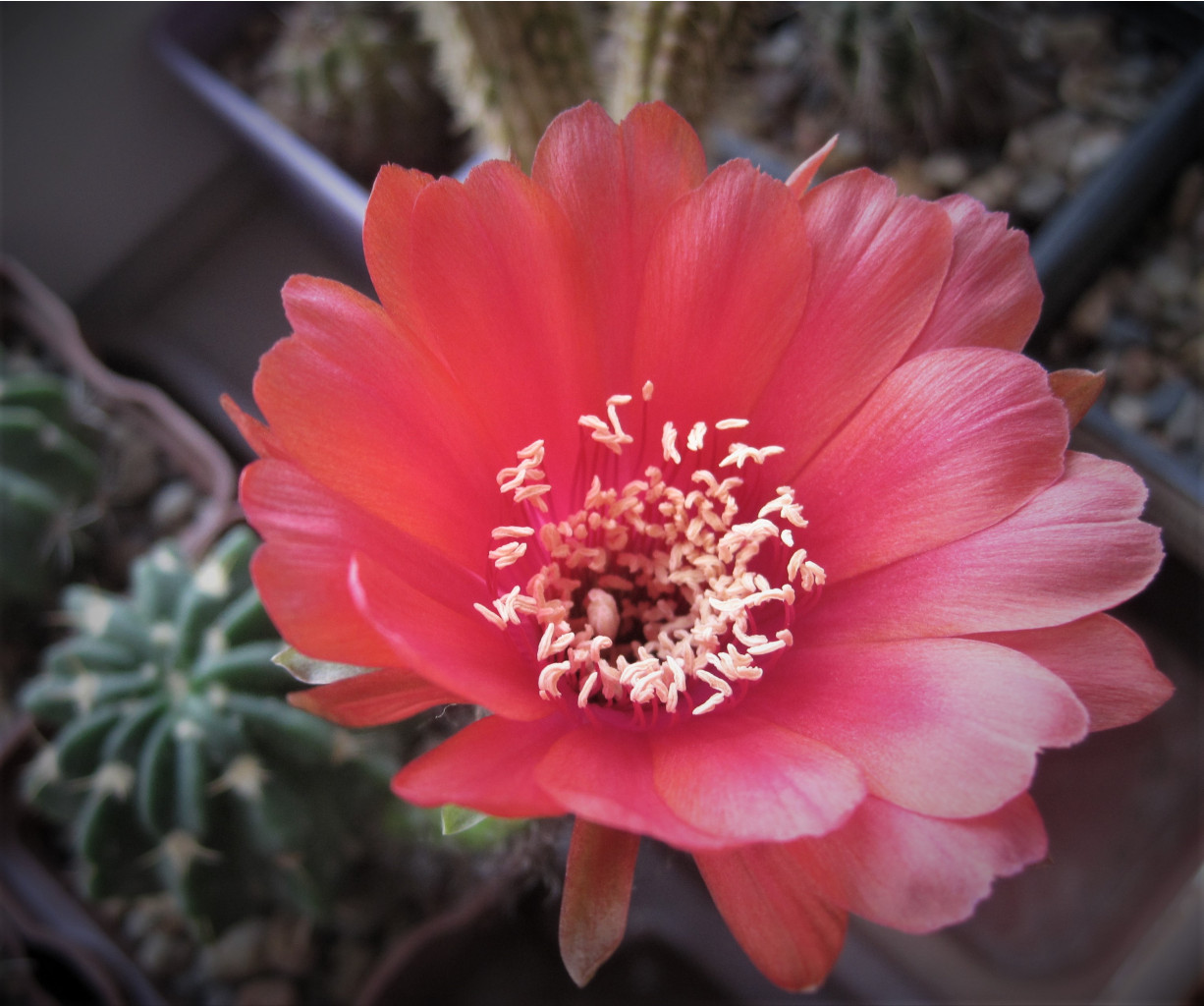 Echinopsis obrepanda VZ 129