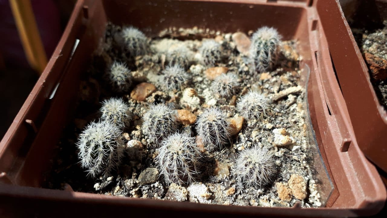 GYMNOCALYCIUM bruchii v. niveum WR 727
