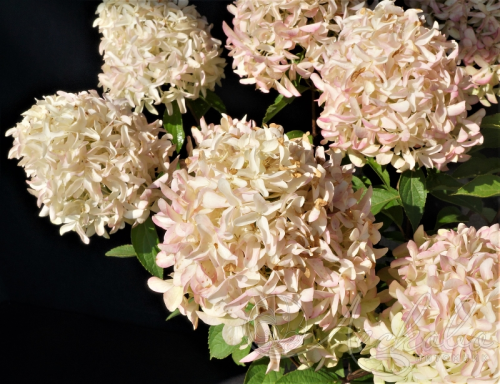   (Hydrangea paniculata Skyfall) C1