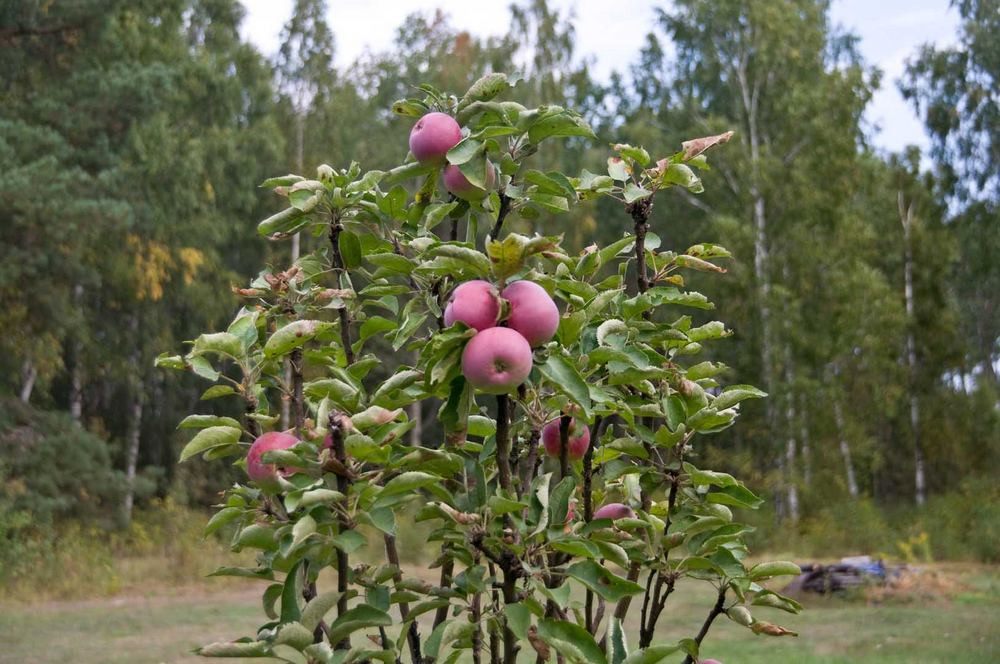https://img.nn2.ru/galleryview/0/userfiles/data/ufiles/2021-08/7b/be/68/6122683a12ce4_k718950.jpg