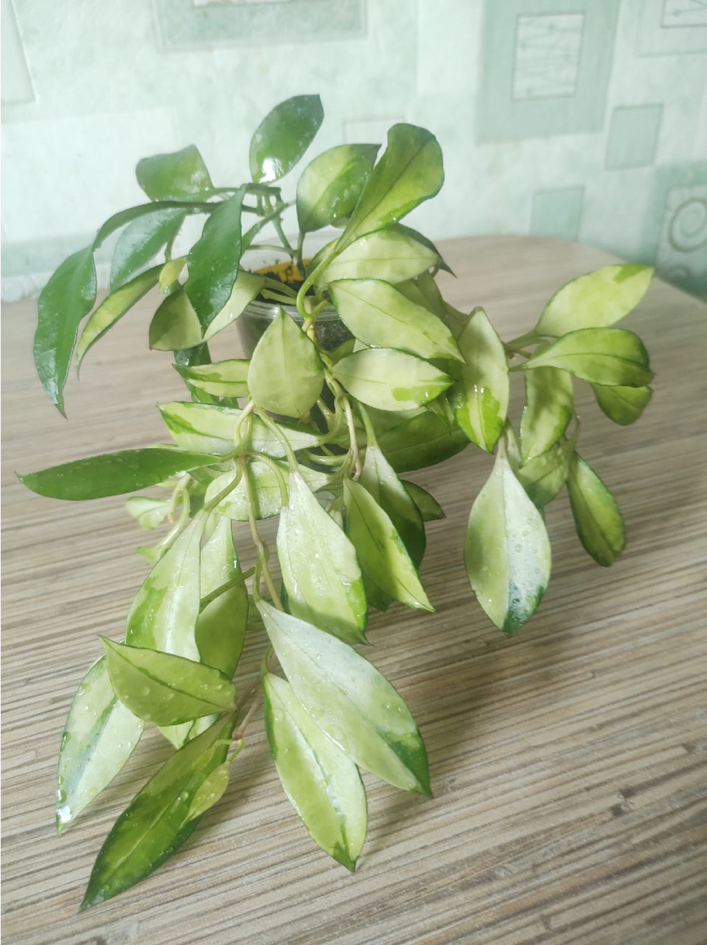 hoya walliniana variegata.