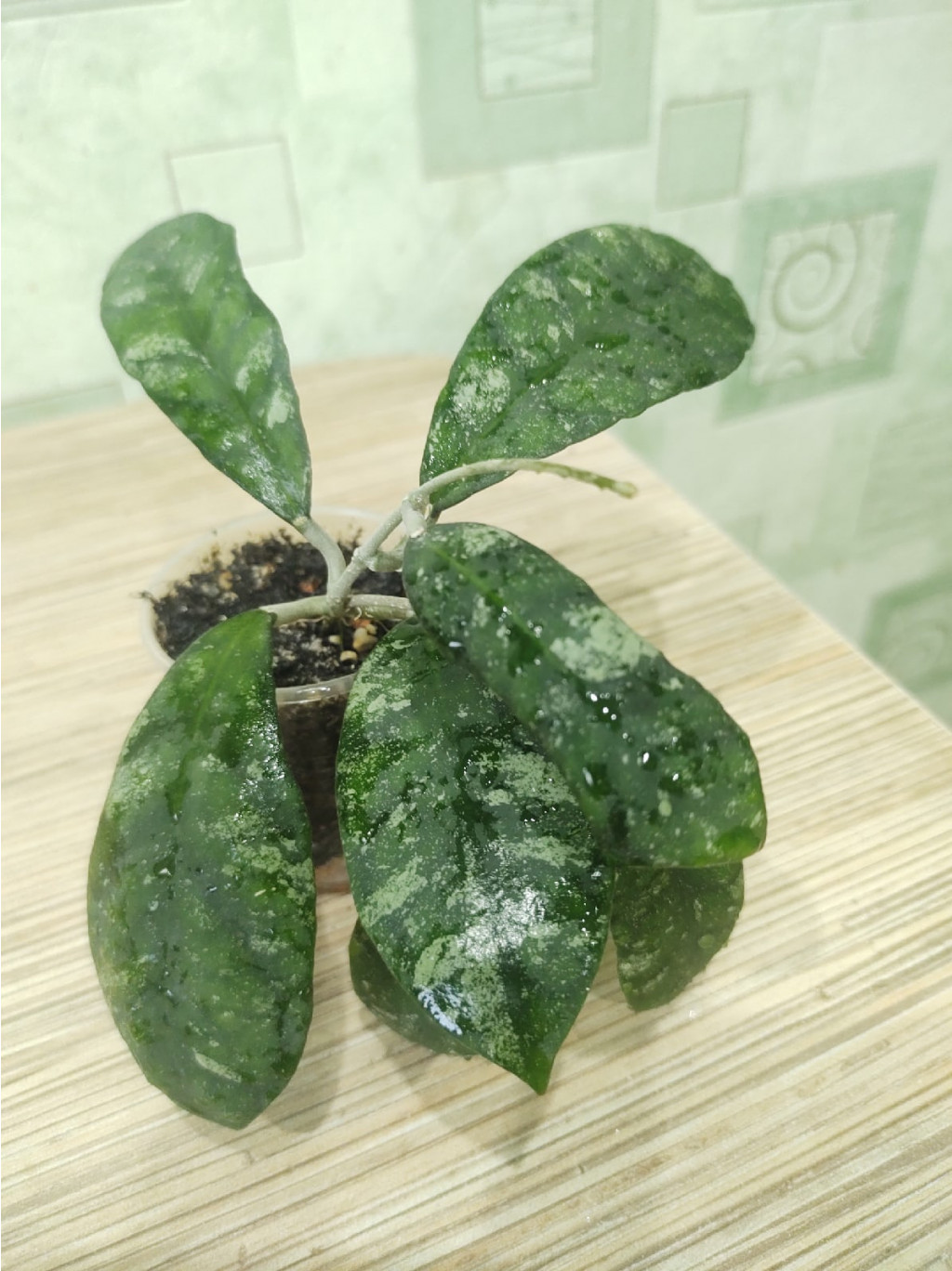 Hoya Sp. SR 2012-017 Corneri