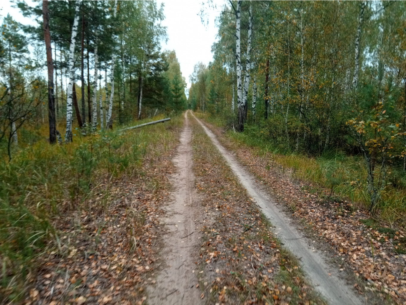 20210918 По узкой колее во Фролищи 141618.jpg