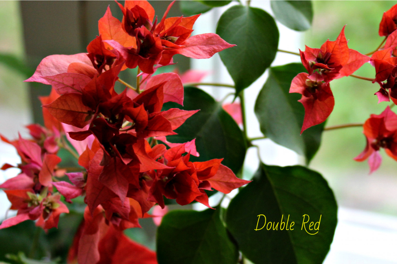 Бугенвиллия Double Red.jpg - 300 руб.