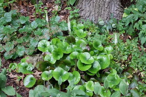  Galax urceolata.jpg