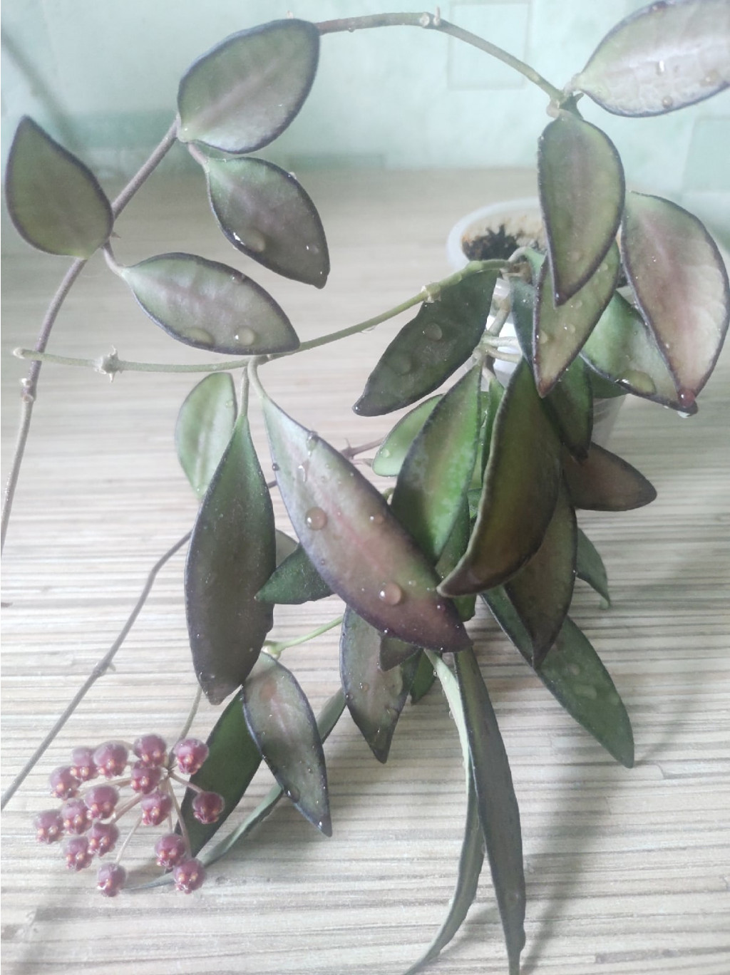 Hoya cv. Rosita.