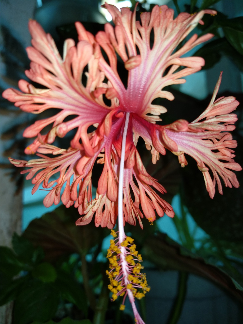 Schizopetalus