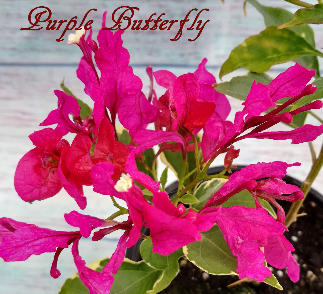 Бугенвиллия Purple Butterfly (ф.и.) - 600 руб.