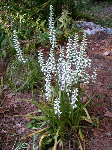 Spiranthes Chadd-s Ford.jpg