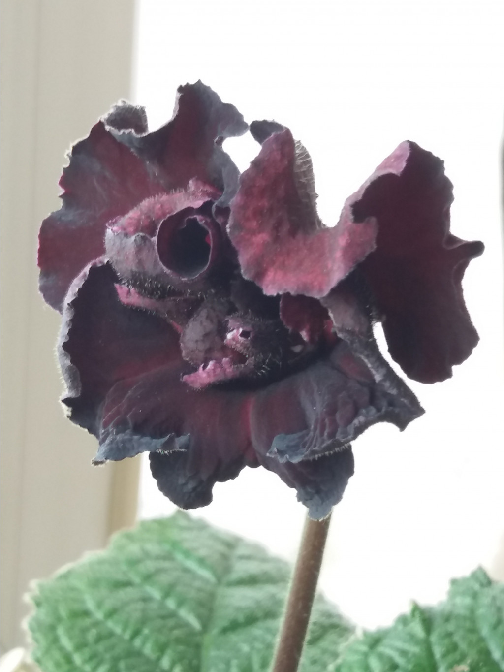 DS-