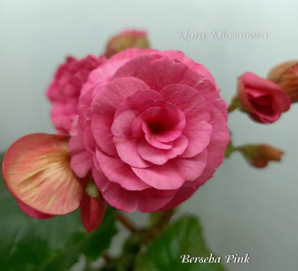 7-Berseba Pink