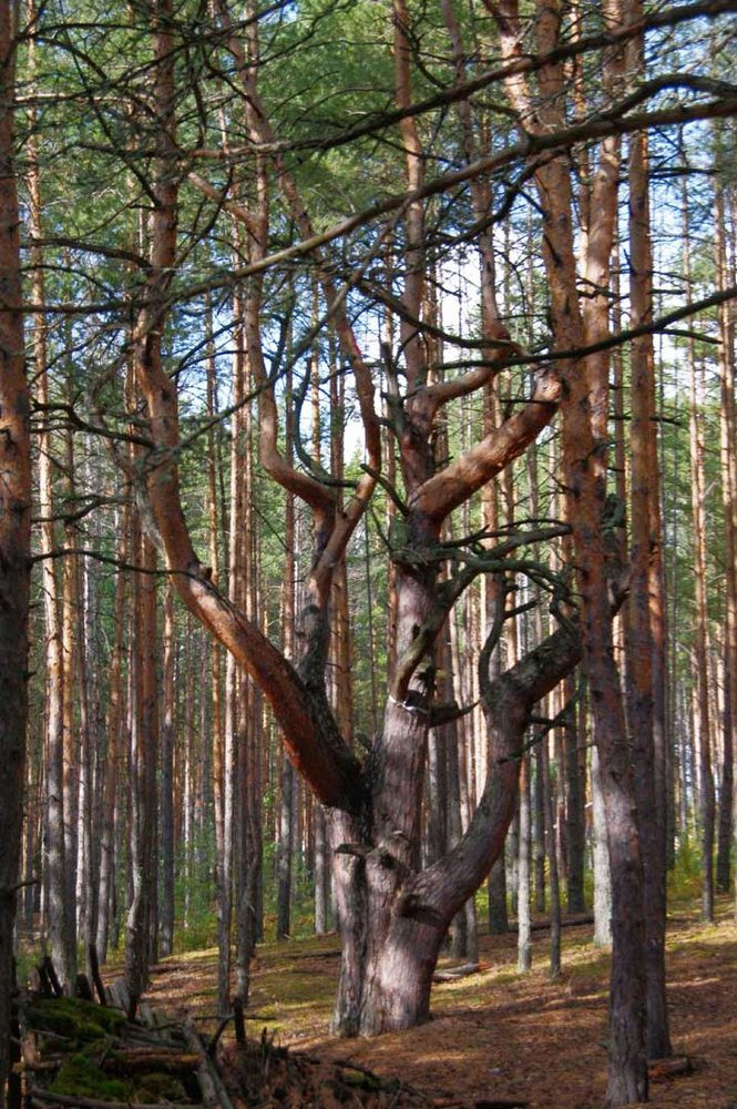 https://img.nn2.ru/galleryview/0/userfiles/data/ufiles/2021-10/3b/cd/5b/615dc2ebaf945_k719032.jpg