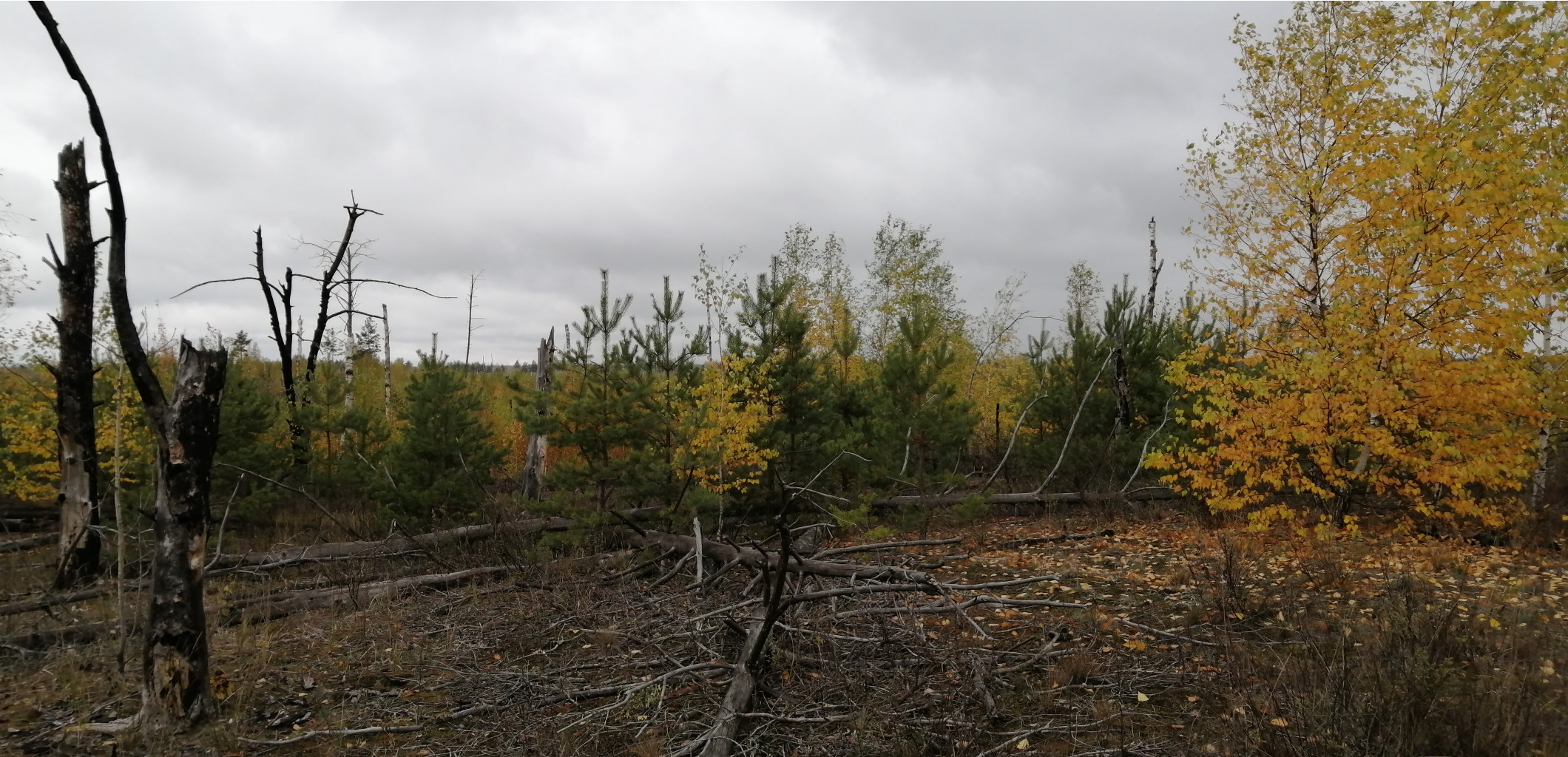 IMG 20211002 104513.jpg