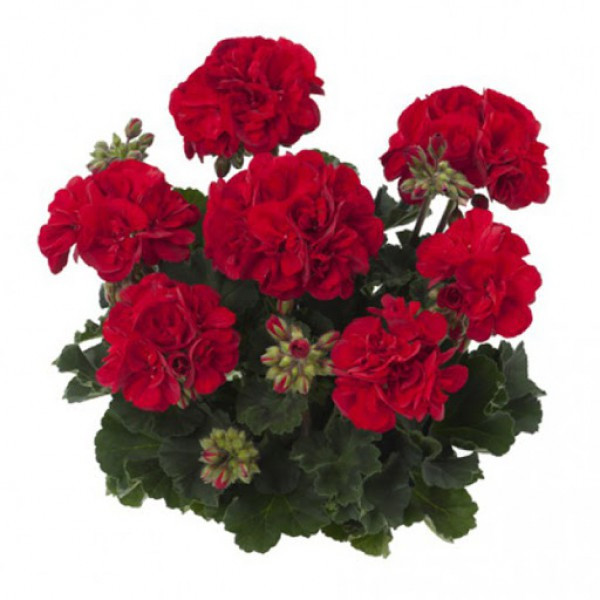   Toscana Castello Dark Red