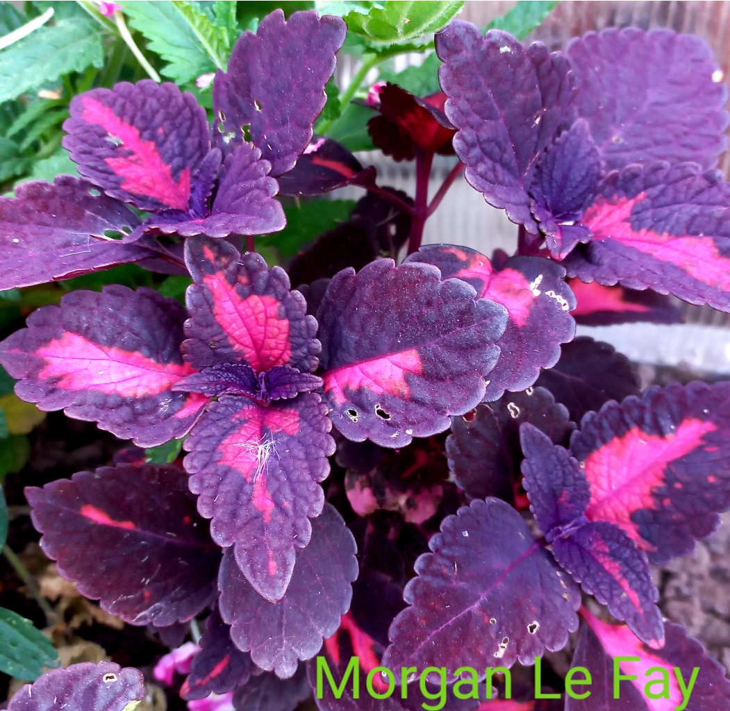 Morgan Le Fay - 100 .