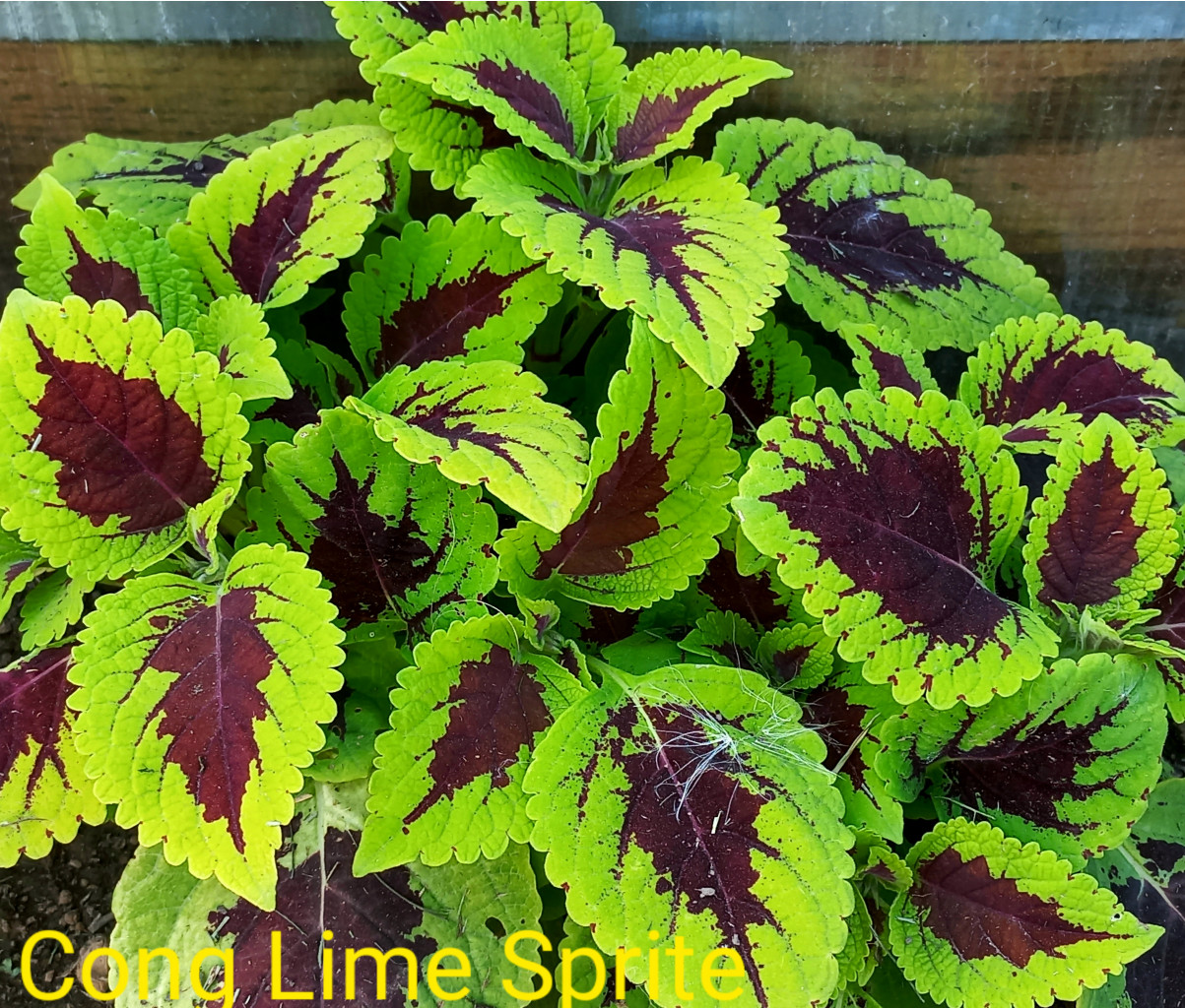 Cong Lime Sprite - 100 руб.