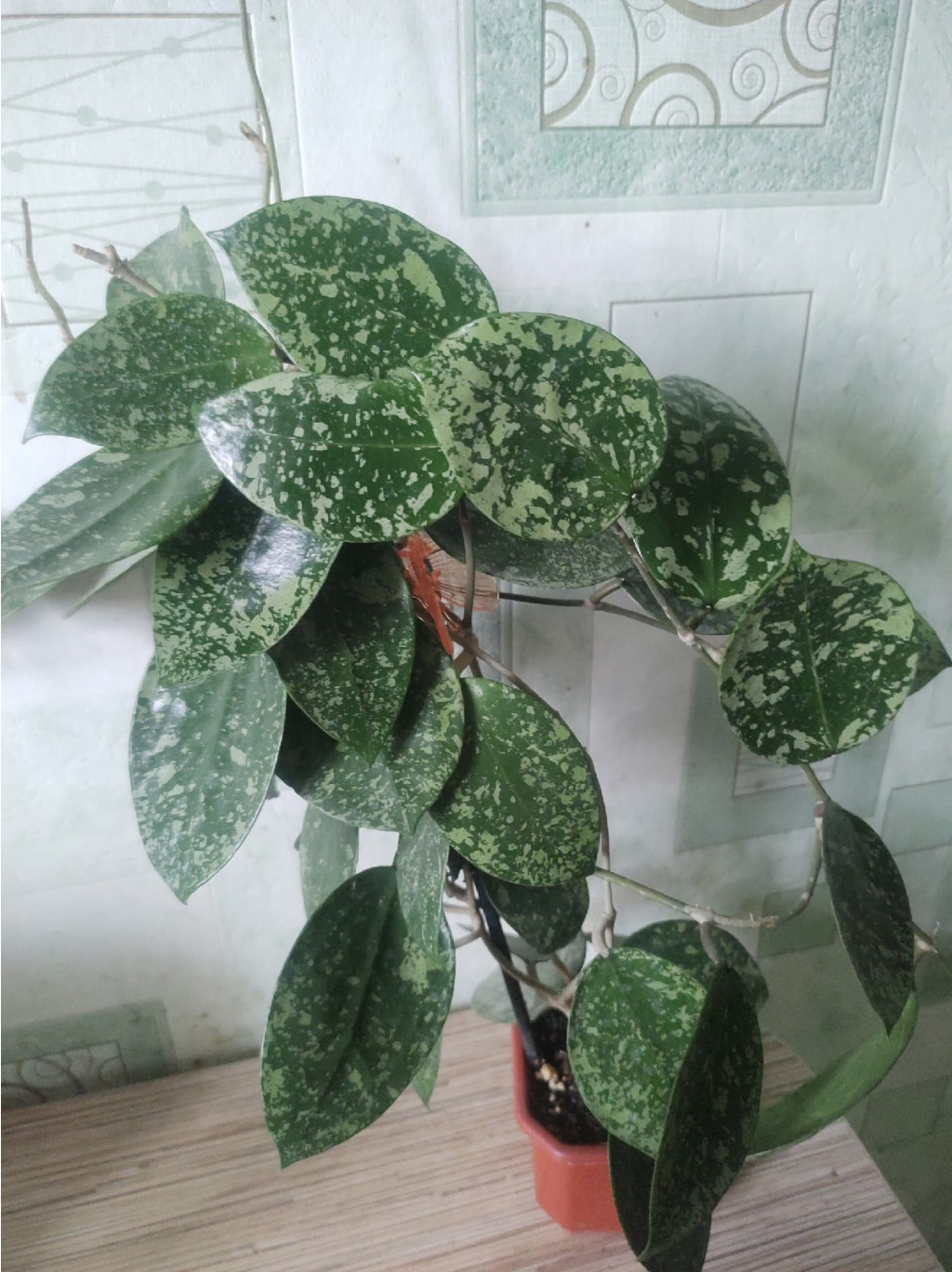 EPC-997 Hoya acuta, stable pink spot splash on cordate leaves (heart shape)