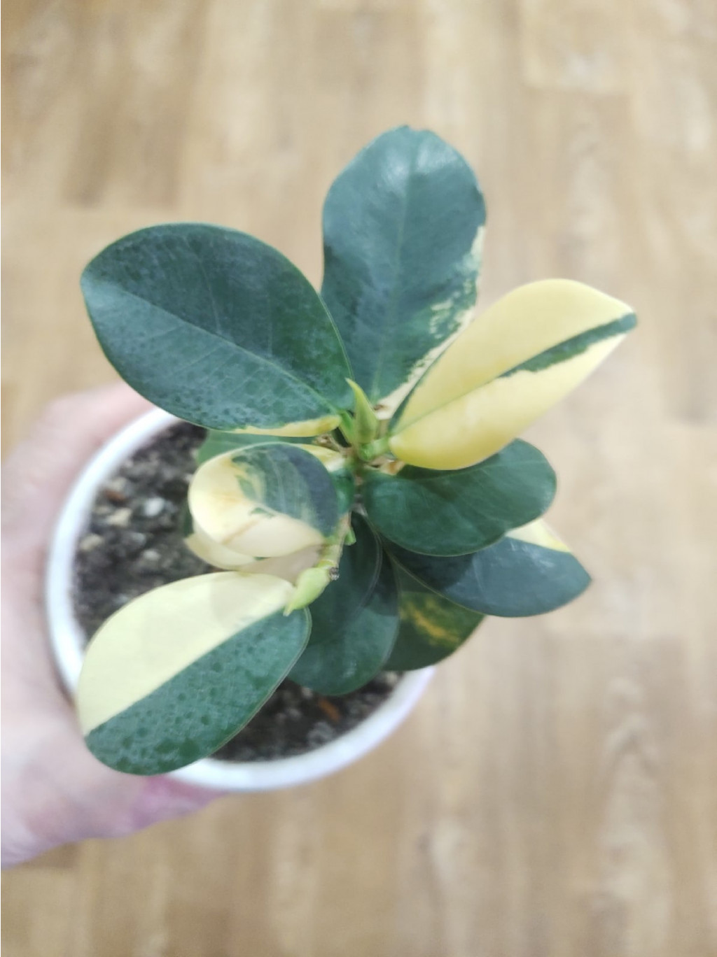 Green Island variegated.