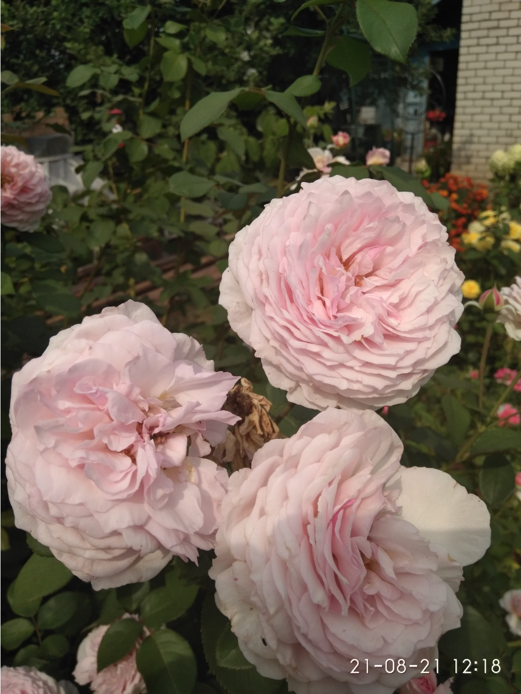 IMG 20210821 121900.jpg