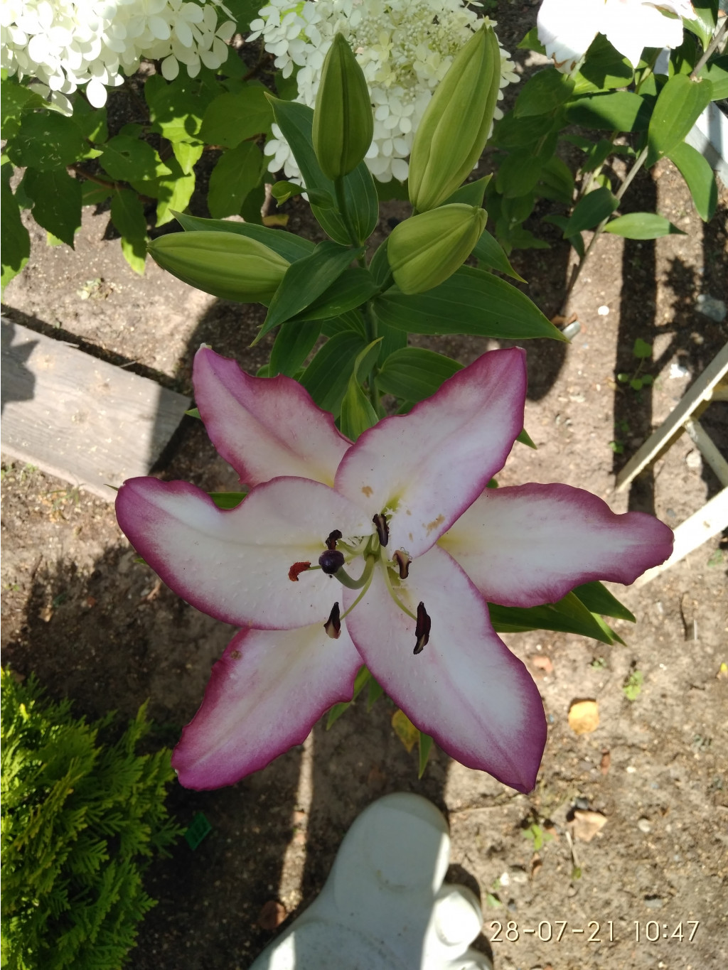 IMG 20210728 104725.jpg