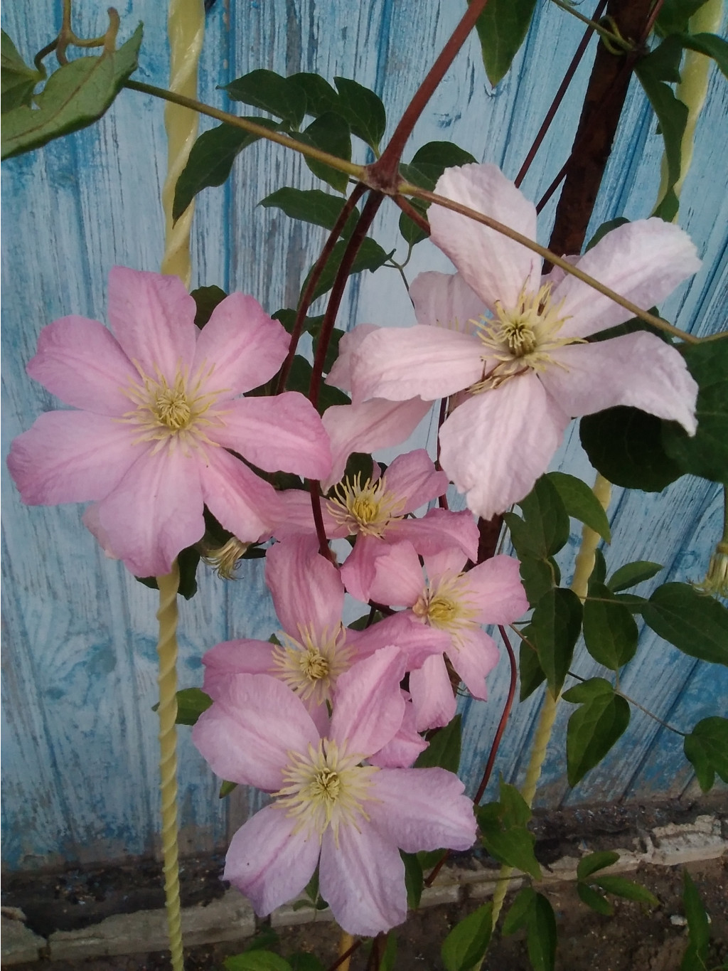 IMG 20210709 203316.jpg