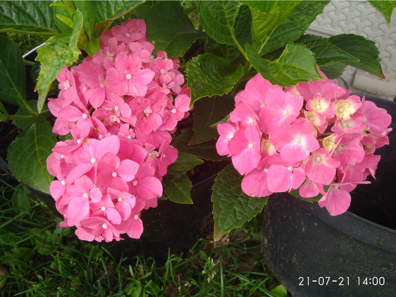 IMG 20210721 140012.jpg