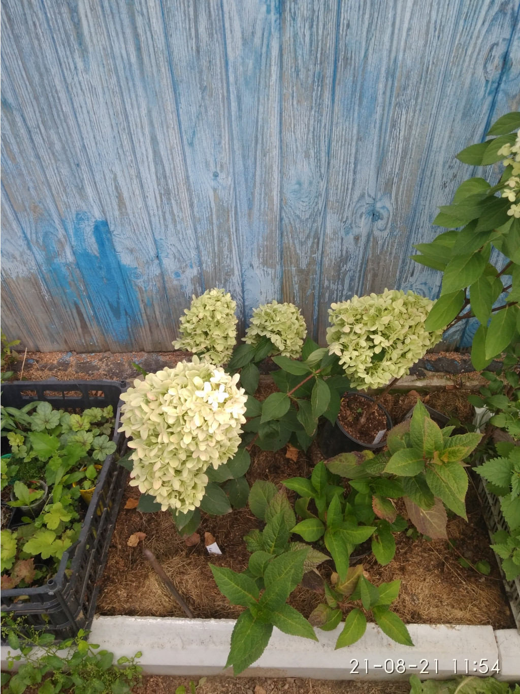 IMG 20210821 115455.jpg