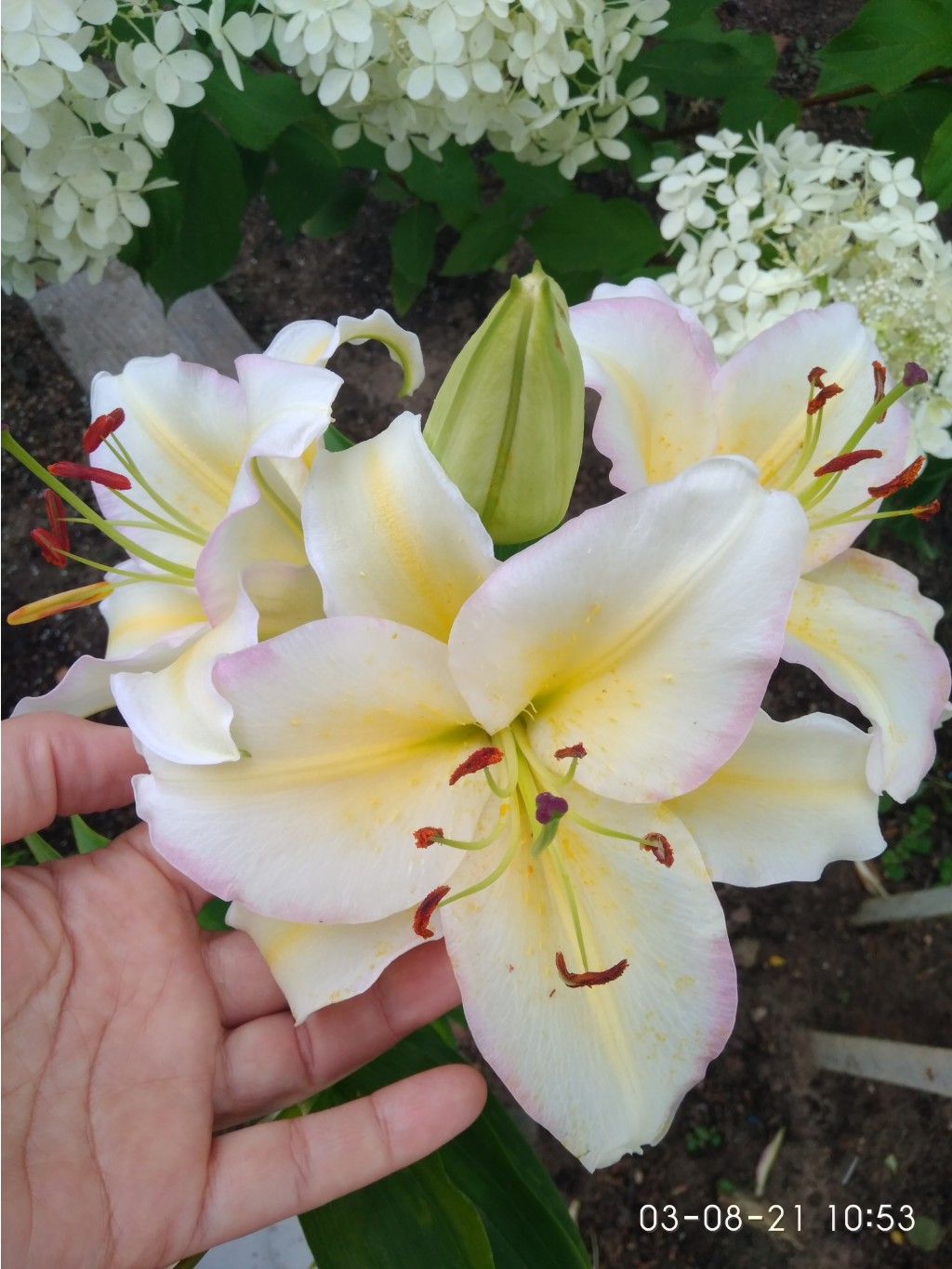 IMG 20210803 105344.jpg