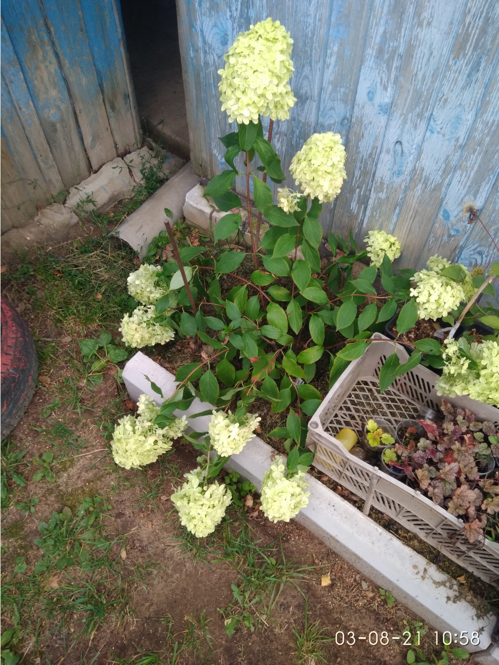 IMG 20210803 105835.jpg