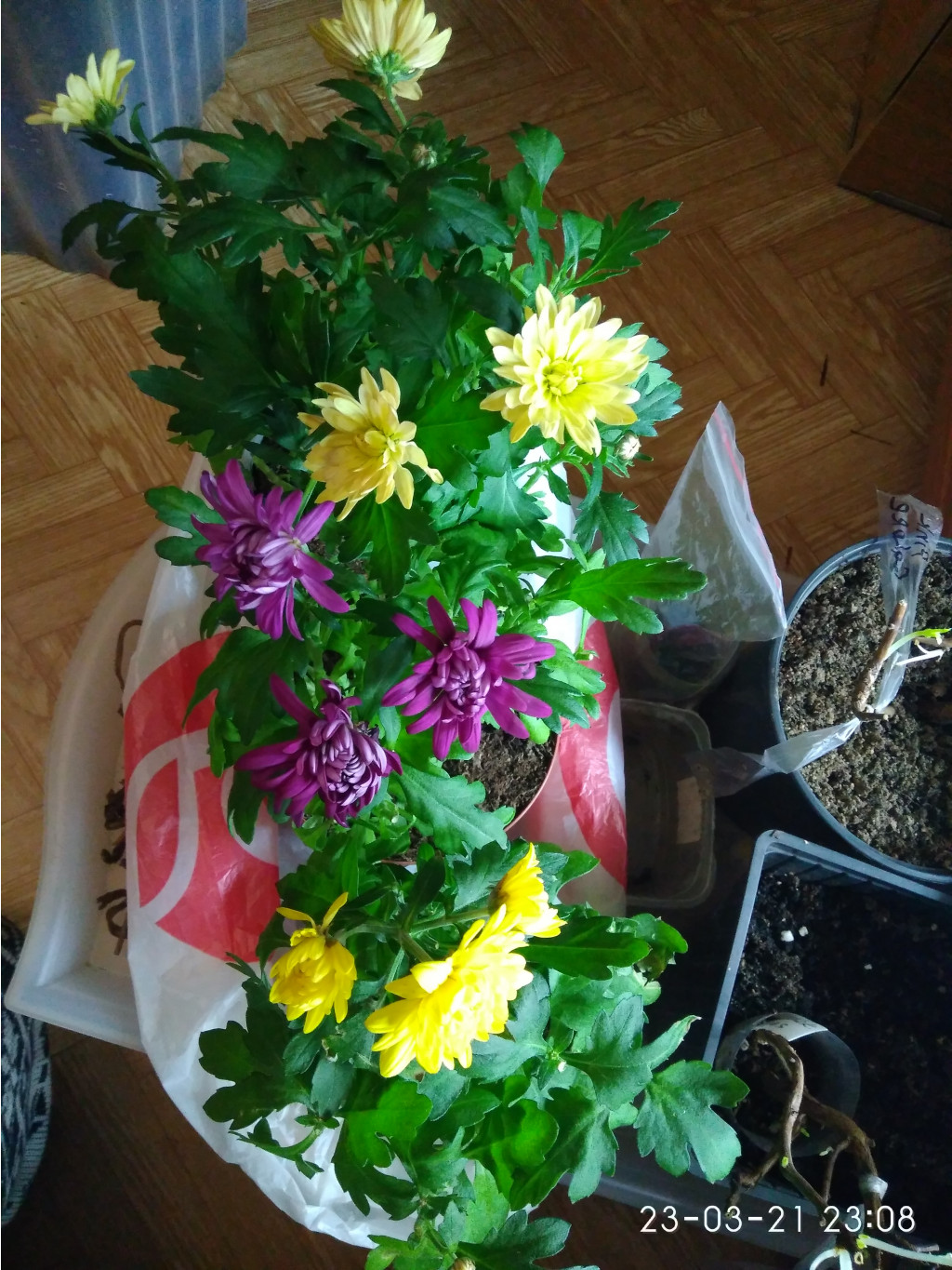 IMG 20210323 230853.jpg