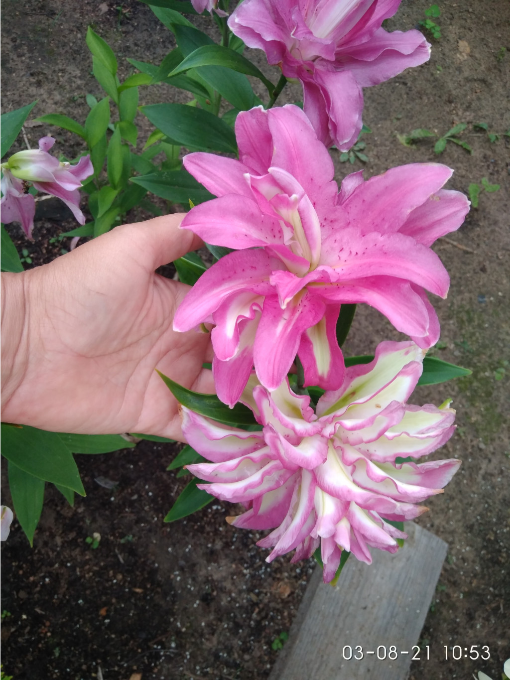 IMG 20210803 105318.jpg