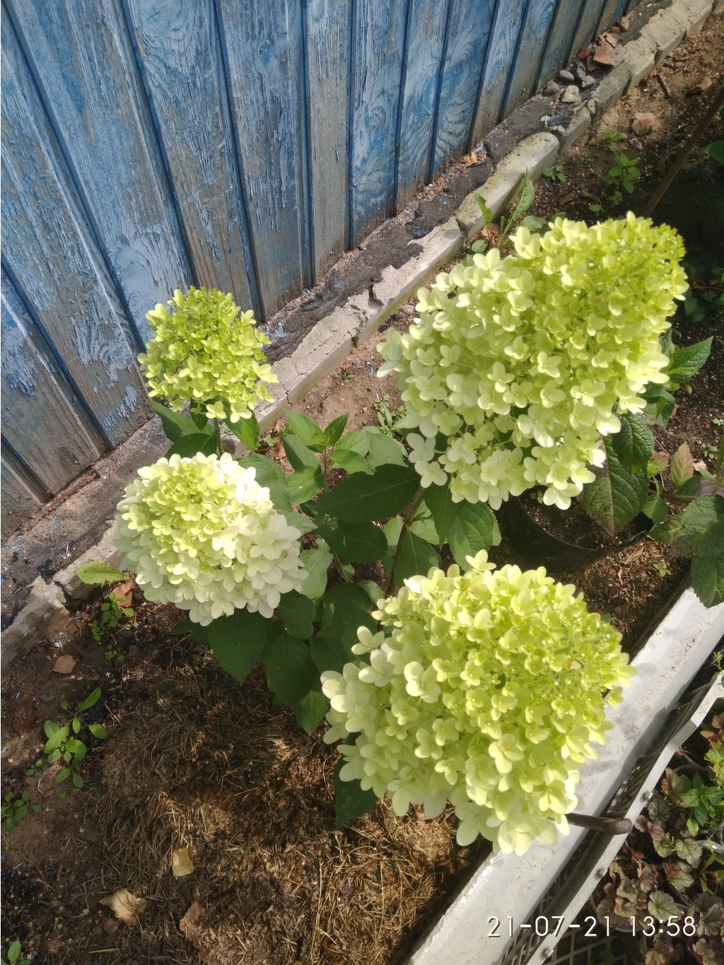 IMG 20210721 135848.jpg