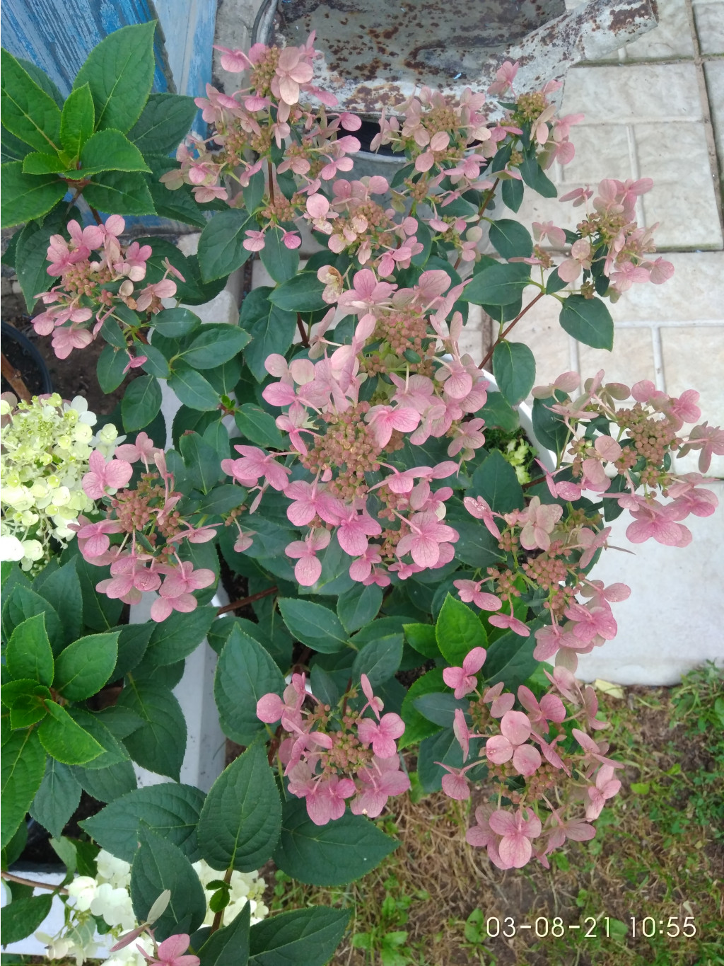 IMG 20210803 105554.jpg