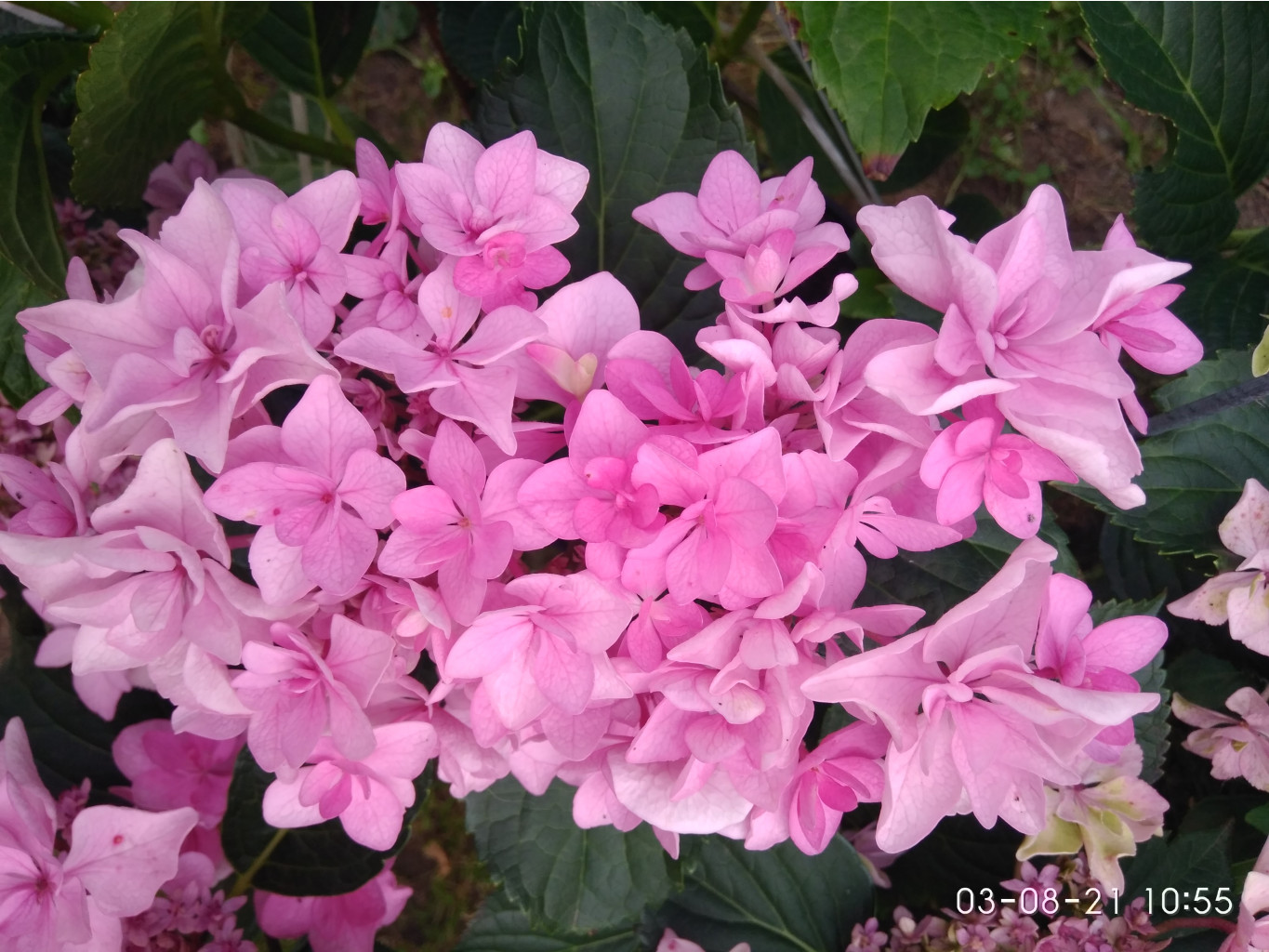 IMG 20210803 105540.jpg