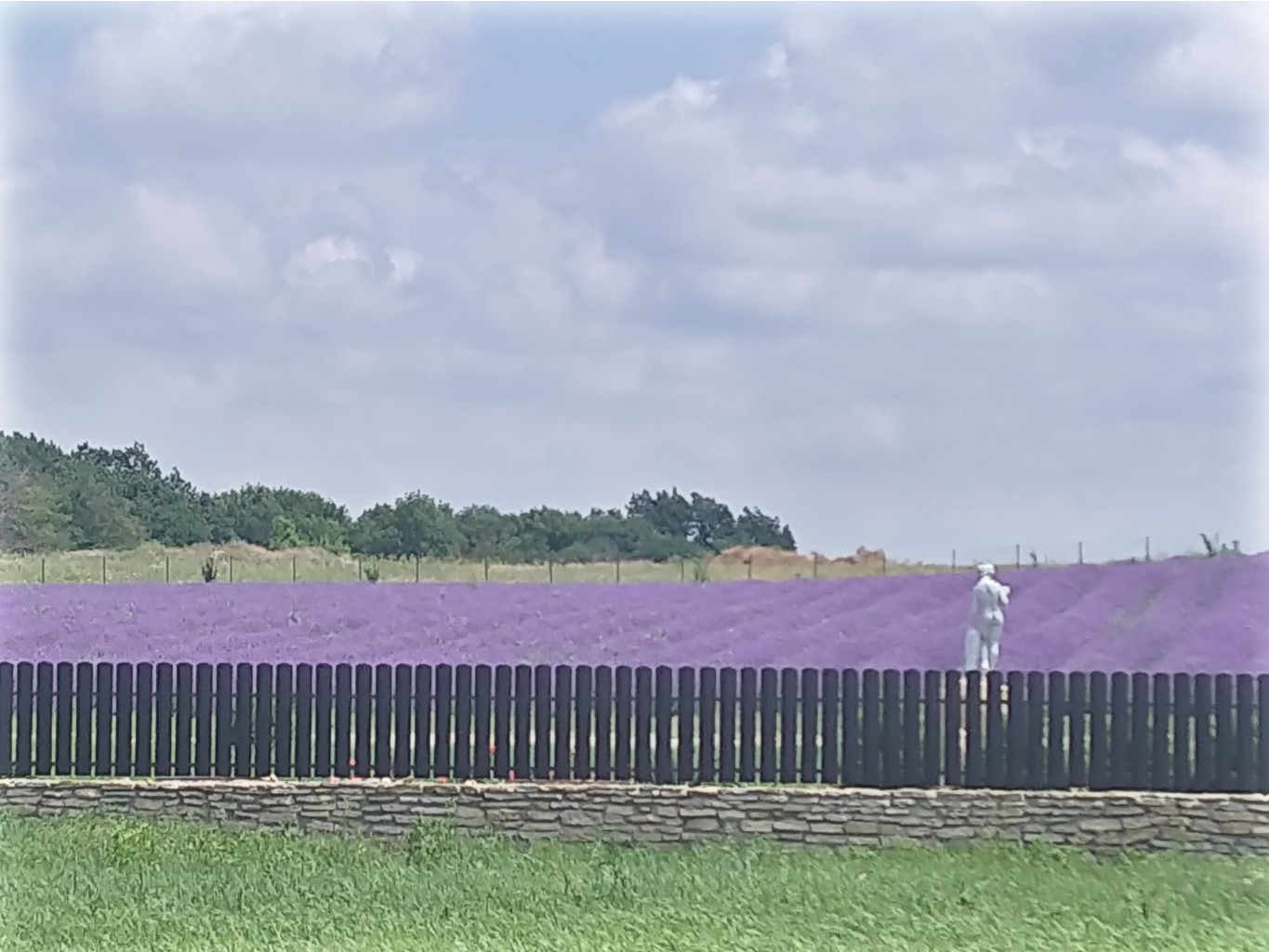 IMG 20210627 125949 2.jpg