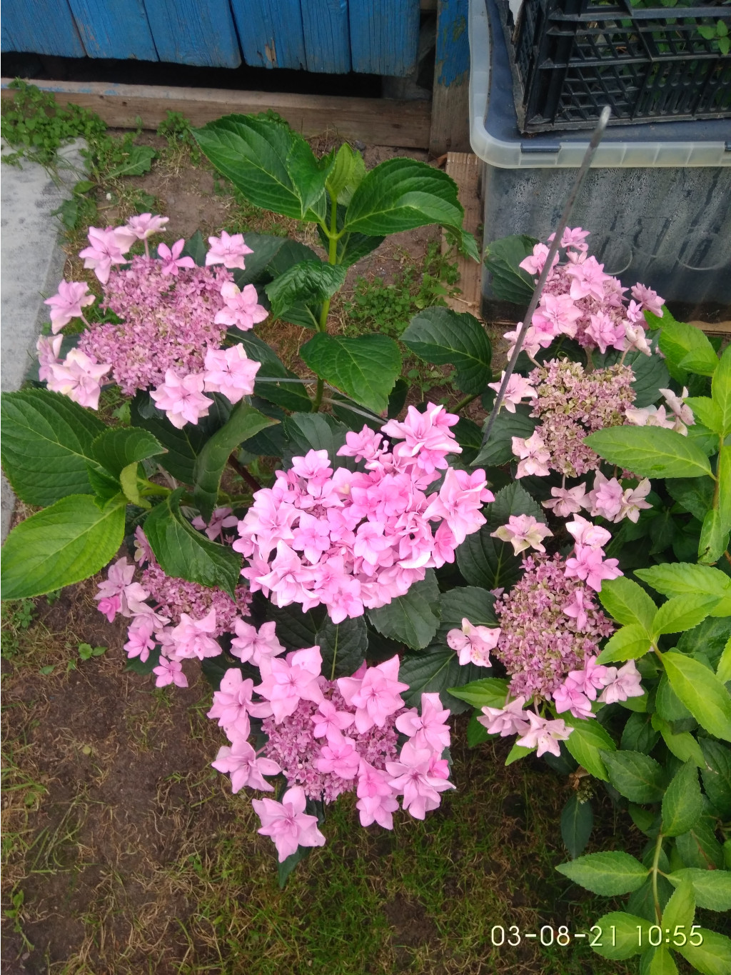 IMG 20210803 105534.jpg