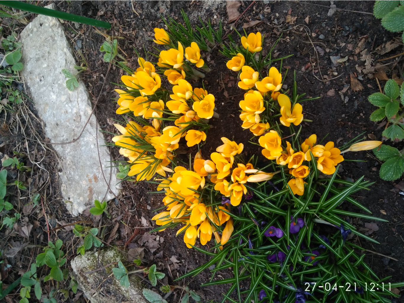 IMG 20210427 121105.jpg