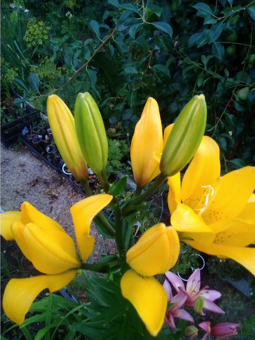 IMG 20210709 204227.jpg