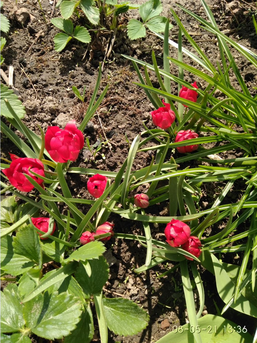 IMG 20210508 133610.jpg