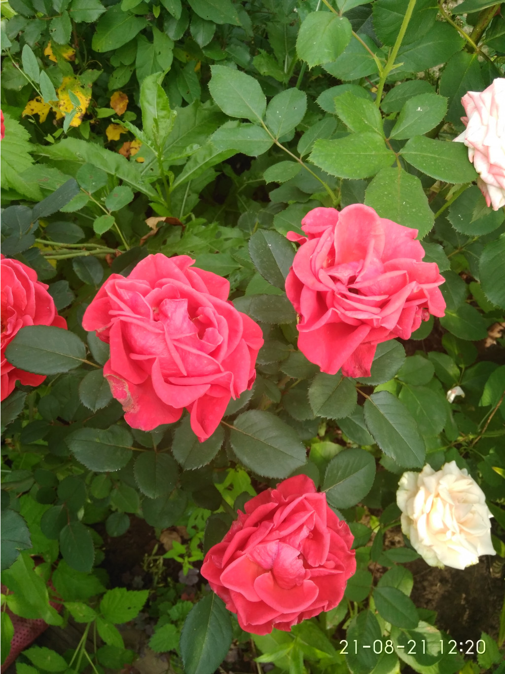 IMG 20210821 122005.jpg