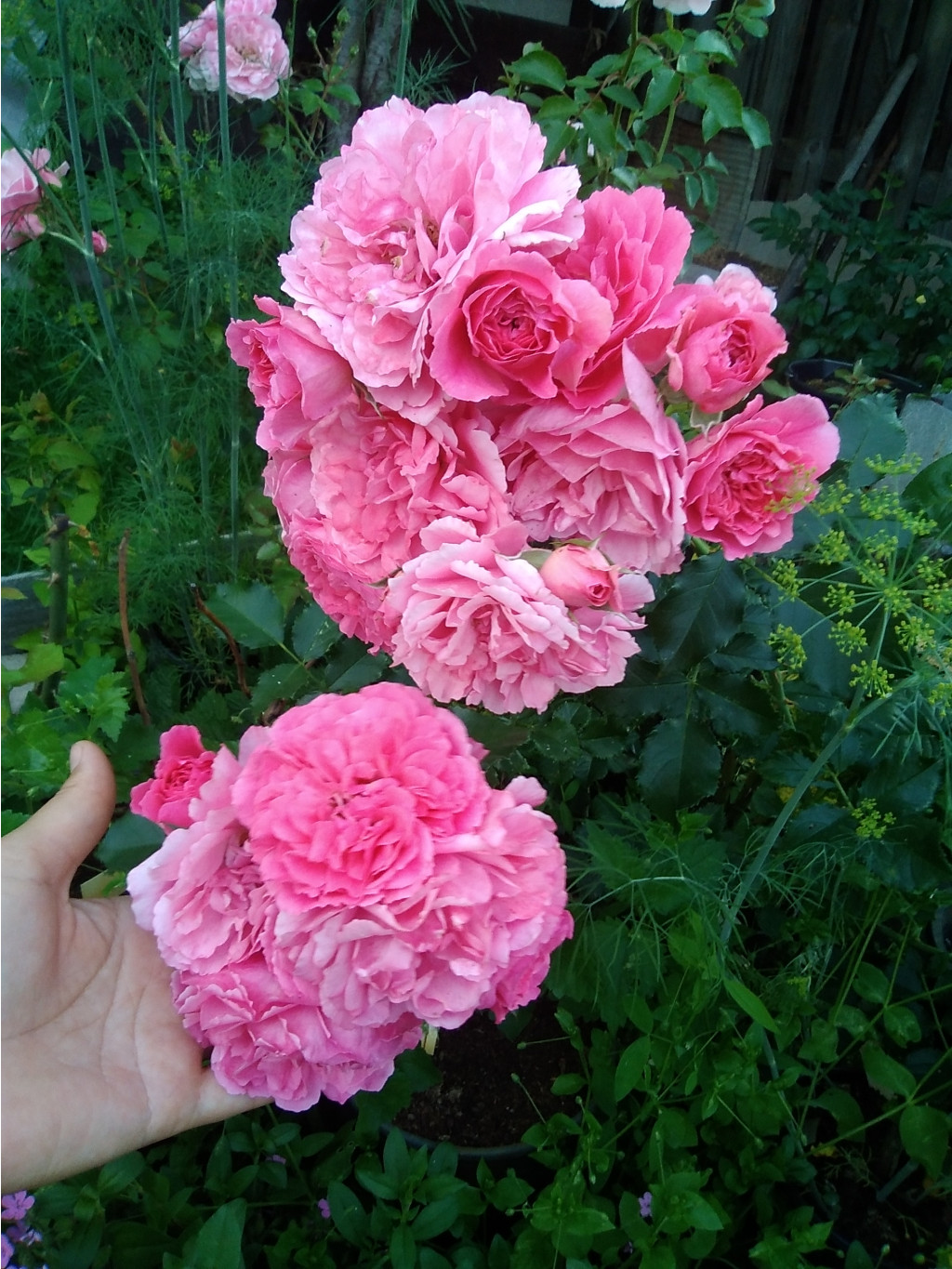 IMG 20210622 193921.jpg