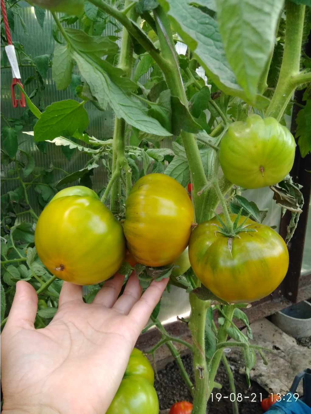 IMG 20210819 132920.jpg