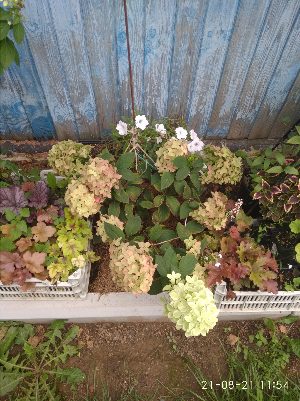 IMG 20210821 115442.jpg