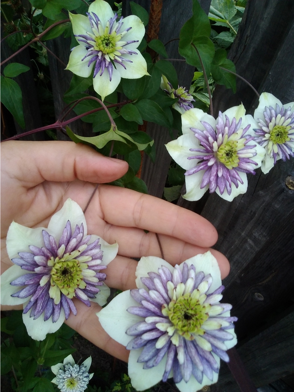  Vienetta.  20210622 193739.jpg