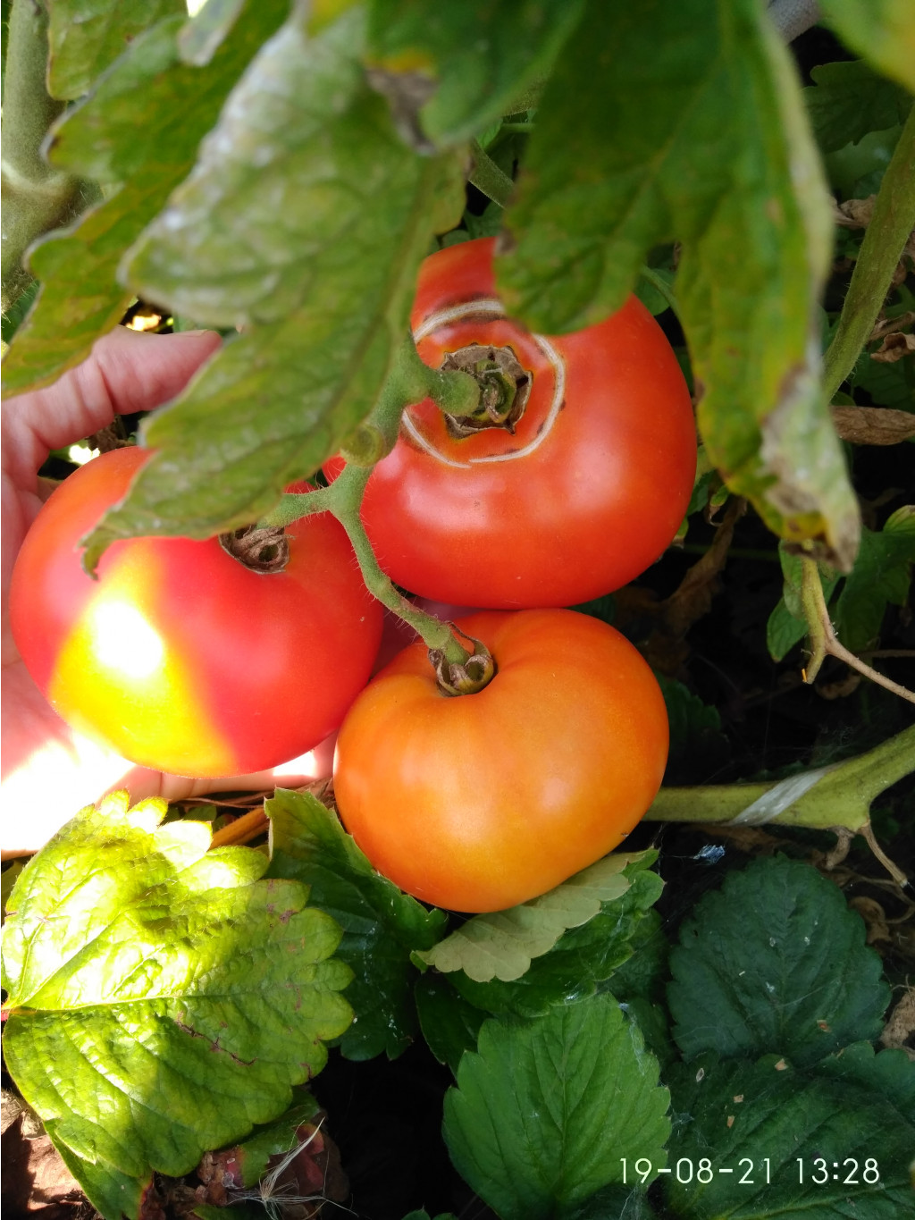 IMG 20210819 132900.jpg