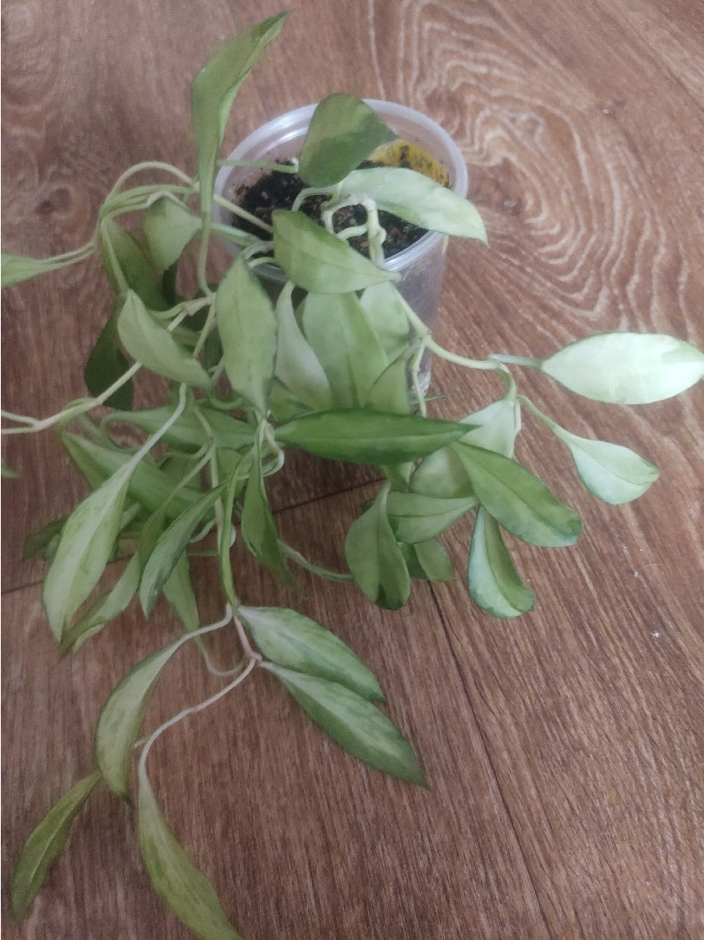 hoya walliniana variegata.