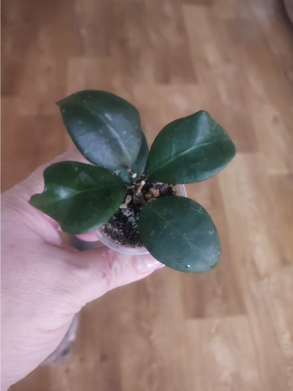 hoya balansae.