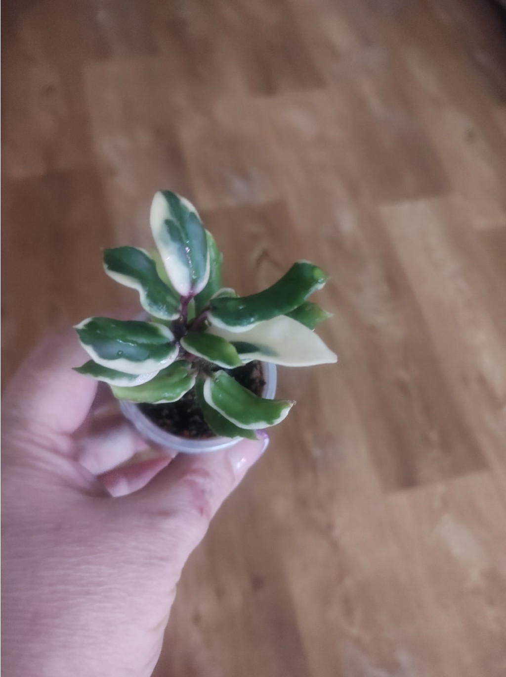 Hoya carnosa holliana.