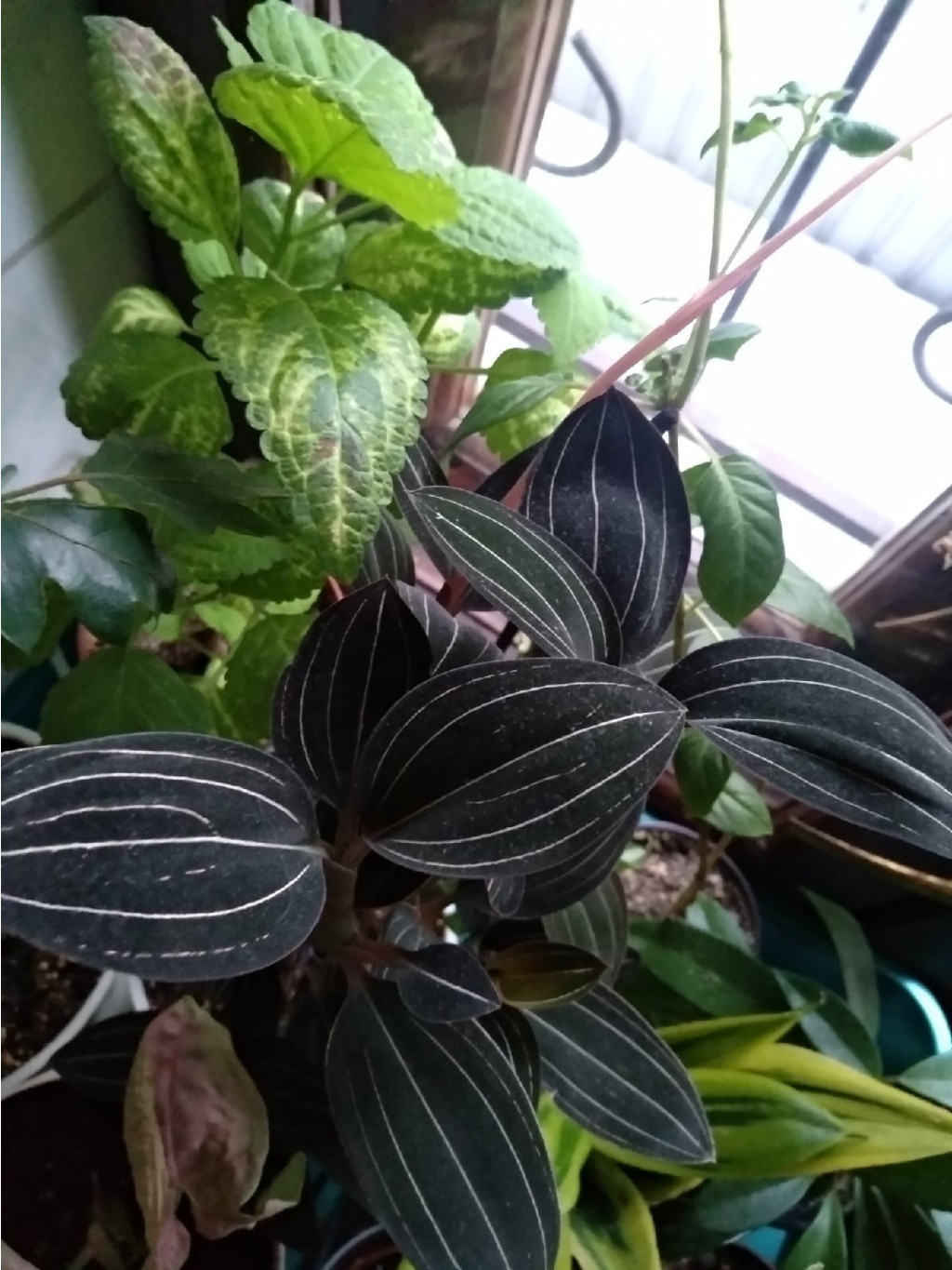  Black Velvet